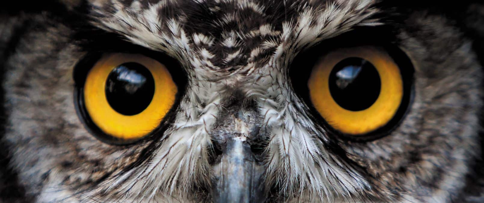 Close-up photograph of a great horned owl's eyes - owls have famously good night vision