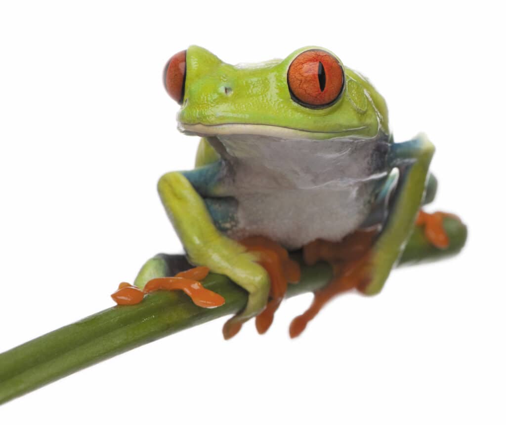 Very tight close-up photograph of a red-eyed tree frog against a white background.