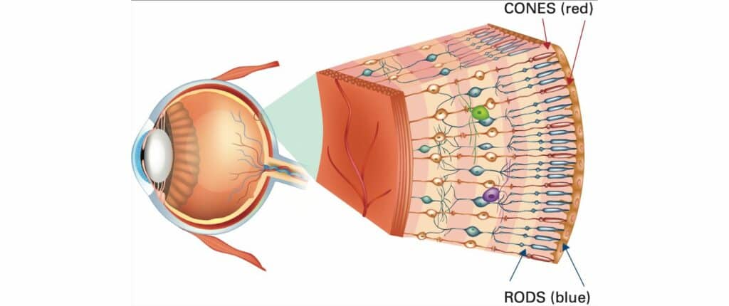 Diagram of the human eye highlighting the parts which are essential for dark adaptation. The image shows an enlarged cross-section of the retina with rods and cones both indicated.