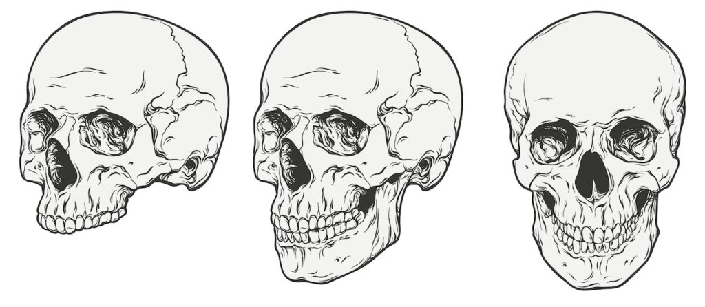 Hand drawn line art vector illustration of anatomically correct human skulls. There are three skulls; the furthest right has no mandible and is turned 45 degrees clockwise. The middle skull is intact and is facing 45 degrees clockwise. The skull on the right is intact and is pointing straight ahead (at the viewer).